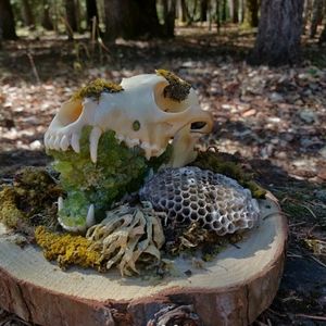 Coyote skull covered in peridot and moss on wood